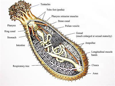 In Vivo and Clinical Studies of Sea Cucumber-Derived Bioactives for Human Health and Nutrition From 2012-2021